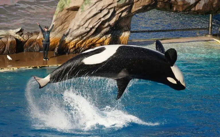 Seaworld Questions Top 25 SeaWorld Interview Questions And Answers in 2024 ...