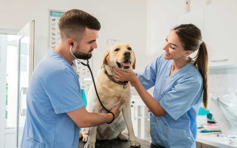 Veterinarian Interview Questions and Answers